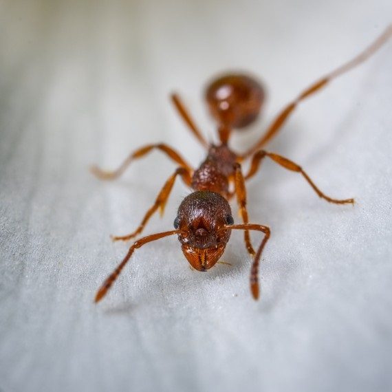 Field Ants, Pest Control in Barking, Creekmouth, IG11. Call Now! 020 8166 9746