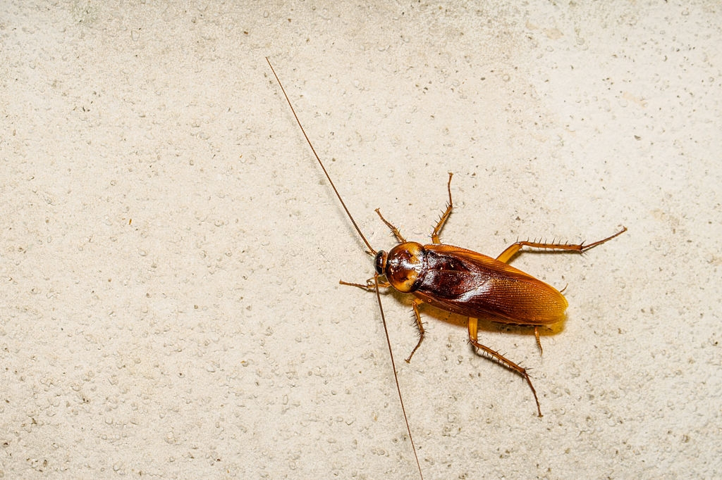 Cockroach Control, Pest Control in Barking, Creekmouth, IG11. Call Now 020 8166 9746