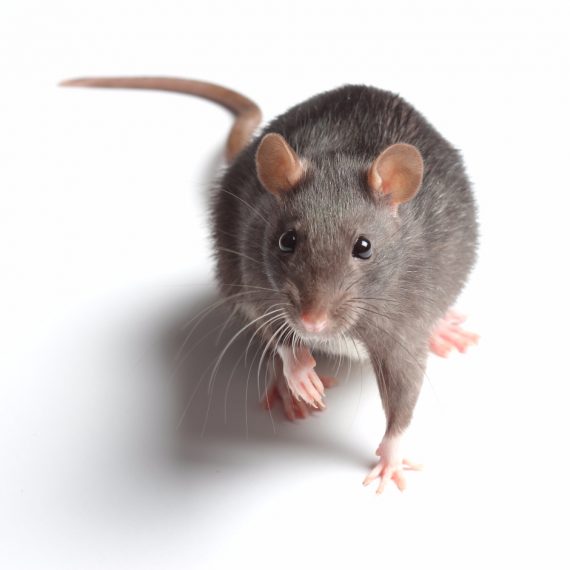 Rats, Pest Control in Barking, Creekmouth, IG11. Call Now! 020 8166 9746