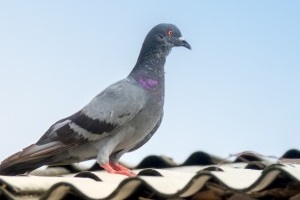 Pigeon Control, Pest Control in Barking, Creekmouth, IG11. Call Now 020 8166 9746