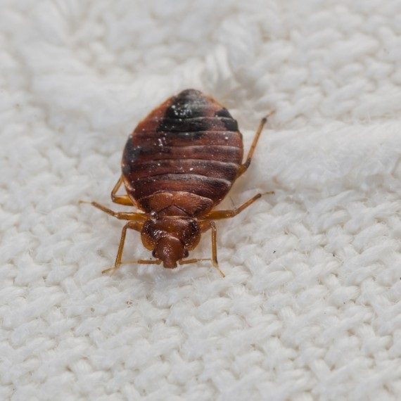 Bed Bugs, Pest Control in Barking, Creekmouth, IG11. Call Now! 020 8166 9746