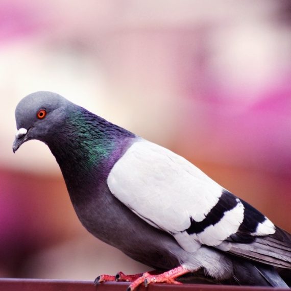 Birds, Pest Control in Barking, Creekmouth, IG11. Call Now! 020 8166 9746