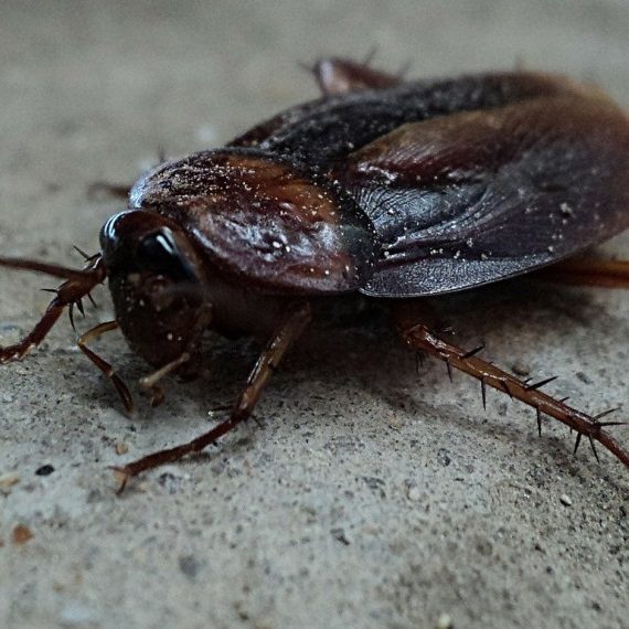 Cockroaches, Pest Control in Barking, Creekmouth, IG11. Call Now! 020 8166 9746