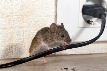 Pest Control in Barking, Creekmouth, IG11. Call Now! 020 8166 9746