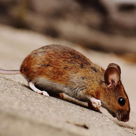 Mice, Pest Control in Barking, Creekmouth, IG11. Call Now! 020 8166 9746