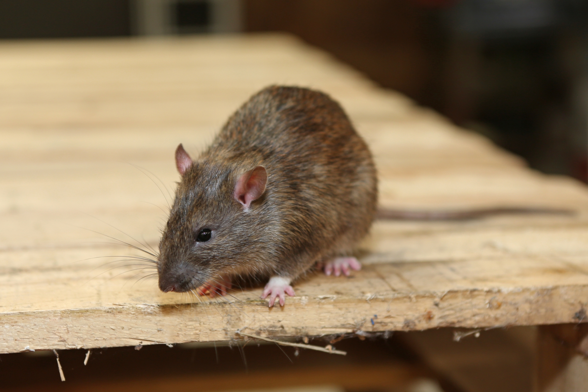 Rat extermination, Pest Control in Barking, Creekmouth, IG11. Call Now 020 8166 9746