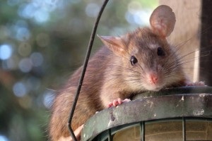 Rat extermination, Pest Control in Barking, Creekmouth, IG11. Call Now 020 8166 9746