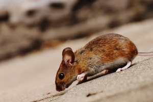Mice Control, Pest Control in Barking, Creekmouth, IG11. Call Now 020 8166 9746