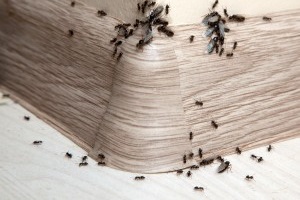Ant Control, Pest Control in Barking, Creekmouth, IG11. Call Now 020 8166 9746
