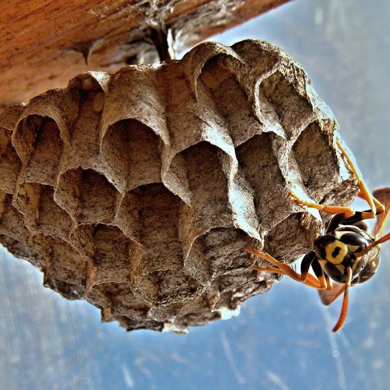 Wasps Nest, Pest Control in Barking, Creekmouth, IG11. Call Now! 020 8166 9746